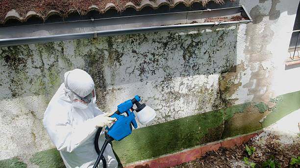 Trusted Crawl Space Mold Removal service in Leesburg, FL - Cheap Mold Removal
